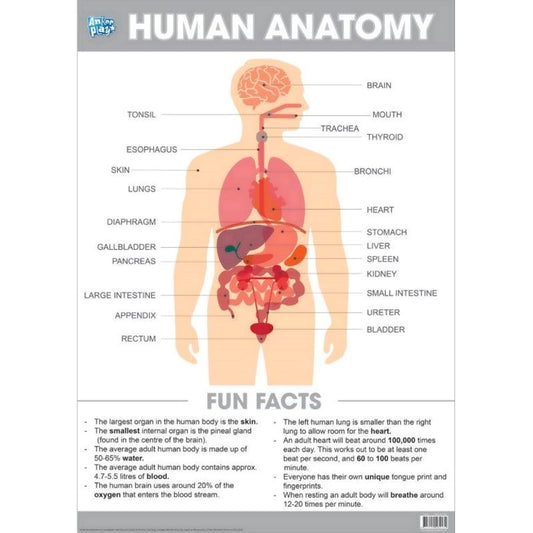 Human Anatomy Educational Poster