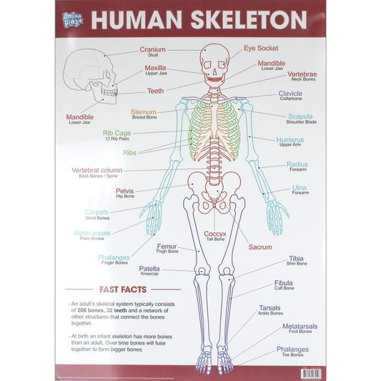 Human Skeleton Educational Poster